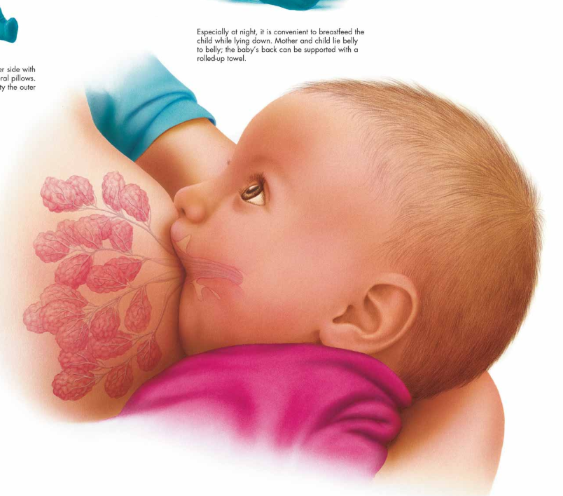 3B Poster | Borstvoeding | Engelstalig, foto 2 van 2