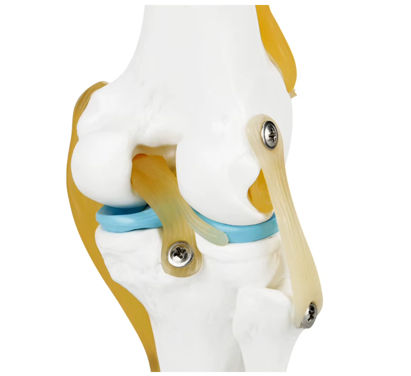 Anatomisch model van de Knie met ligamenten, foto 2 van 6