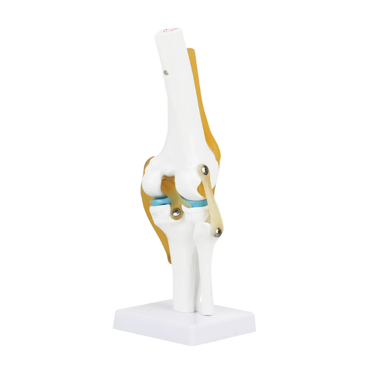 Anatomisch model van de Knie met ligamenten, foto 3 van 6