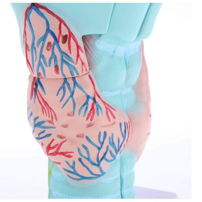 Anatomisch model van de Larynx (strottenhoofd), 3 maal vergroot - Budget model