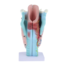 Anatomisch model van de Larynx (strottenhoofd), 3 maal vergroot - Budget model
