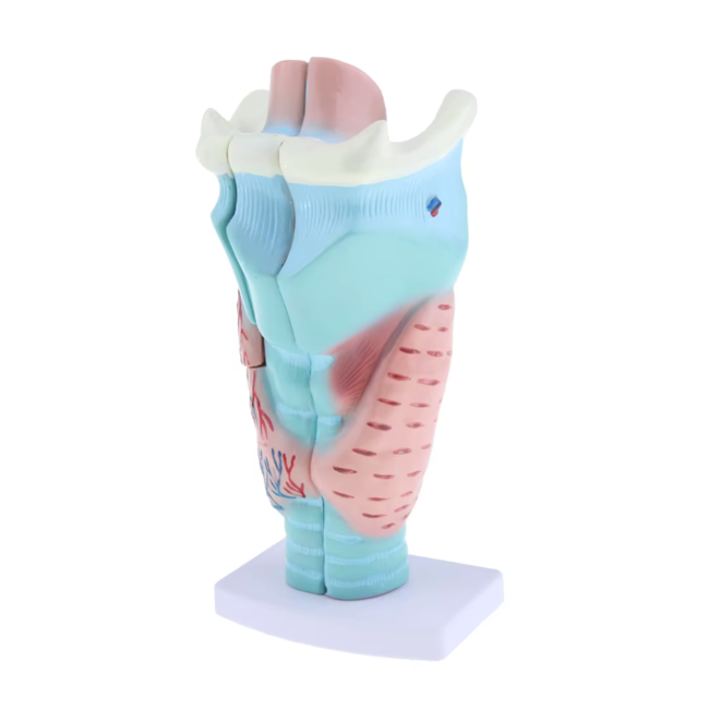 Anatomisch model van de Larynx (strottenhoofd), 3 maal vergroot - Budget model