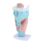 Anatomisch model van de Larynx (strottenhoofd), 3 maal vergroot - Budget model