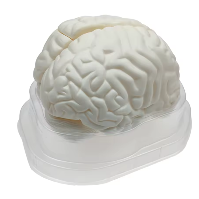 Menselijk Hersenmodel 3-delig – Ware Grootte – Anatomisch Breinmodel – Basis Educatief Model voor Studie & Medische Training