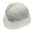 Menselijk Hersenmodel 3-delig – Ware Grootte – Anatomisch Breinmodel – Basis Educatief Model voor Studie & Medische Training