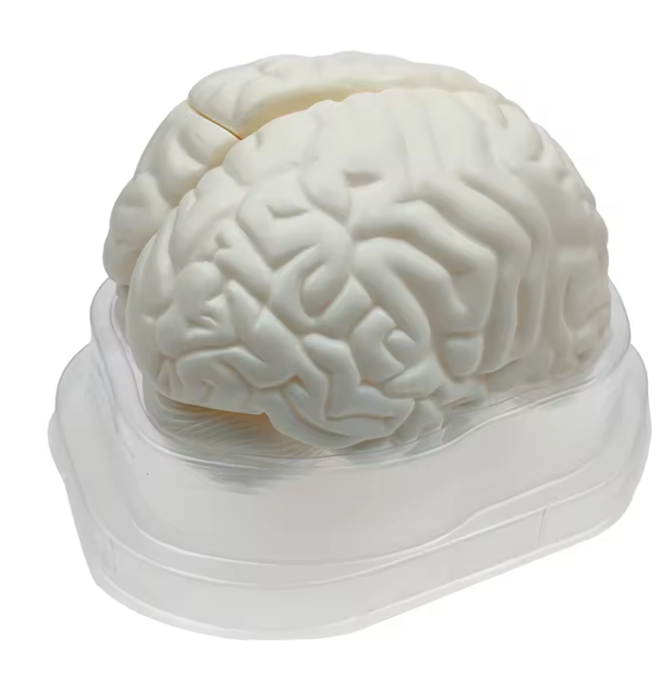 Menselijk Hersenmodel 3-delig – Ware Grootte – Anatomisch Breinmodel – Basis Educatief Model voor Studie & Medische Training