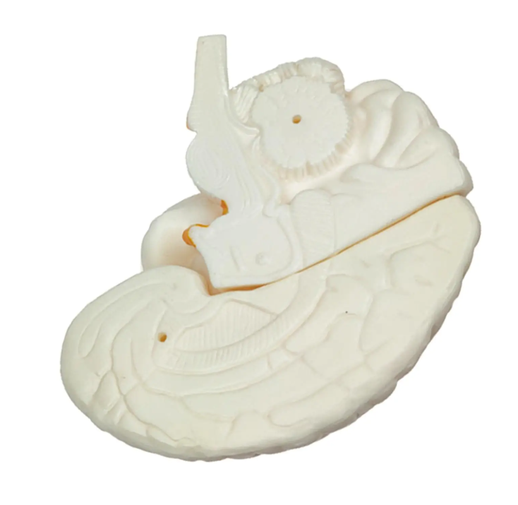 Menselijk Hersenmodel 3-delig – Ware Grootte – Anatomisch Breinmodel – Basis Educatief Model voor Studie & Medische Training, foto 2 van 4