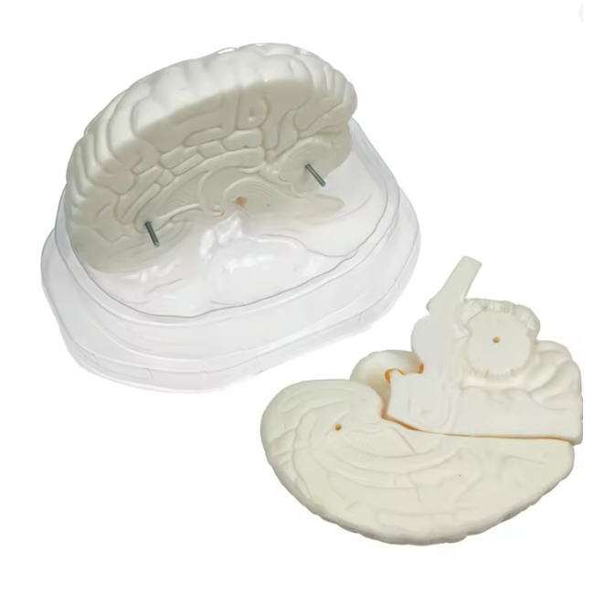 Menselijk Hersenmodel 3-delig – Ware Grootte – Anatomisch Breinmodel – Basis Educatief Model voor Studie & Medische Training