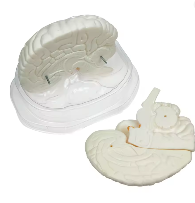 Menselijk Hersenmodel 3-delig – Ware Grootte – Anatomisch Breinmodel – Basis Educatief Model voor Studie & Medische Training, foto 3 van 4