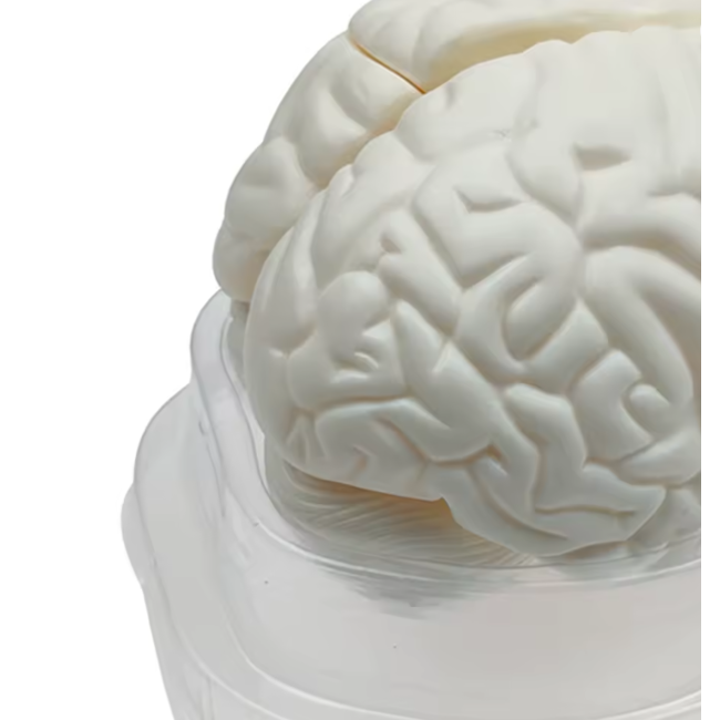 Menselijk Hersenmodel 3-delig – Ware Grootte – Anatomisch Breinmodel – Basis Educatief Model voor Studie & Medische Training