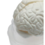 Menselijk Hersenmodel 3-delig – Ware Grootte – Anatomisch Breinmodel – Basis Educatief Model voor Studie & Medische Training