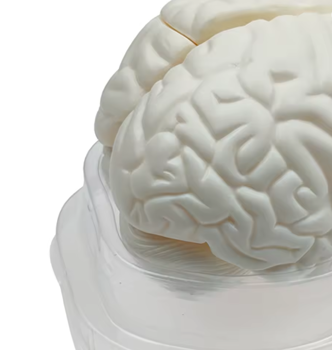 Menselijk Hersenmodel 3-delig – Ware Grootte – Anatomisch Breinmodel – Basis Educatief Model voor Studie & Medische Training, foto 4 van 4