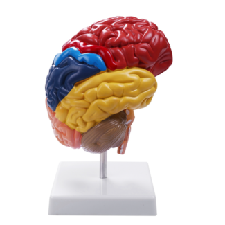Anatomisch Hersenenmodel - Halve Hersenen met Hersenenstam – Kleurgecodeerd – Educatief Breinmodel op Standaard – Cerebrale Anatomie
