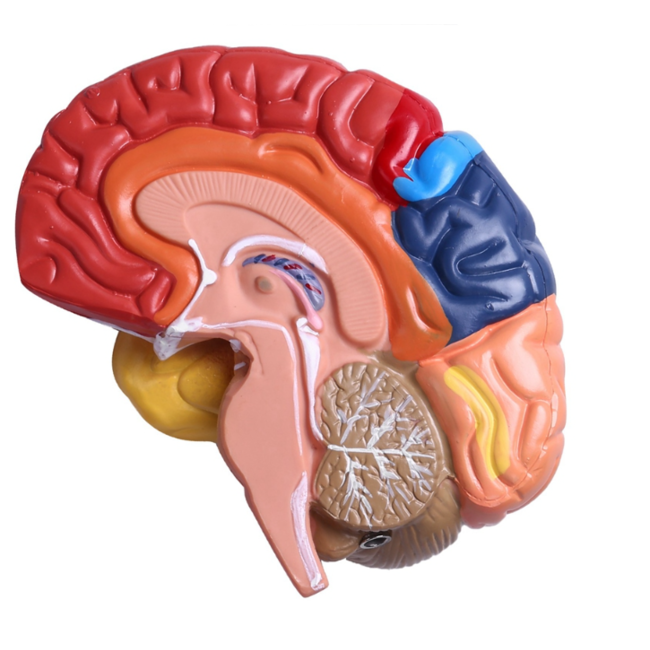 Anatomisch Hersenenmodel - Halve Hersenen met Hersenenstam – Kleurgecodeerd – Educatief Breinmodel op Standaard – Cerebrale Anatomie
