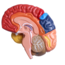 Anatomisch Hersenenmodel - Halve Hersenen met Hersenenstam – Kleurgecodeerd – Educatief Breinmodel op Standaard – Cerebrale Anatomie