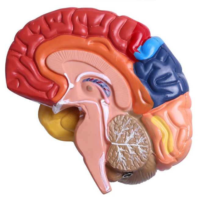 Anatomisch Hersenenmodel - Halve Hersenen met Hersenenstam – Kleurgecodeerd – Educatief Breinmodel op Standaard – Cerebrale Anatomie, foto 2 van 6