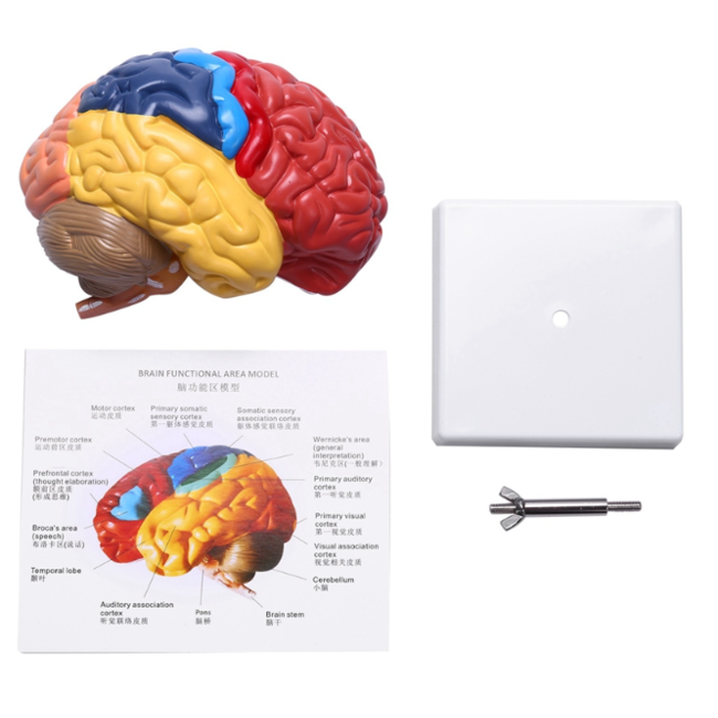Anatomisch Hersenenmodel - Halve Hersenen met Hersenenstam – Kleurgecodeerd – Educatief Breinmodel op Standaard – Cerebrale Anatomie
