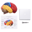 Anatomisch Hersenenmodel - Halve Hersenen met Hersenenstam – Kleurgecodeerd – Educatief Breinmodel op Standaard – Cerebrale Anatomie