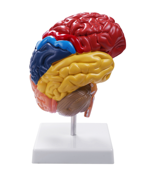 Anatomisch Hersenenmodel - Halve Hersenen met Hersenenstam – Kleurgecodeerd – Educatief Breinmodel op Standaard – Cerebrale Anatomie, foto 3 van 6
