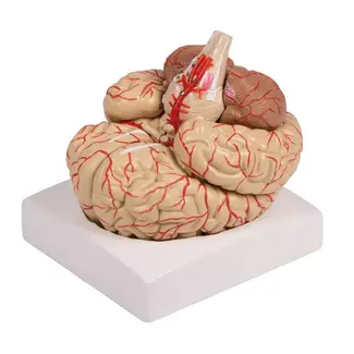 Erler Zimmer Hersenmodel, 9-delig met slagaders