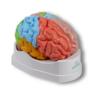 Erler Zimmer Functioneel en regionaal hersenmodel, levensgroot, 5 delen