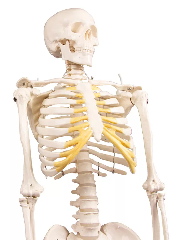 Erler Zimmer Anatomisch Skelet "Tom" - 80cm, foto 2 van 6