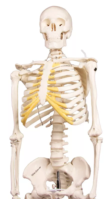 Erler Zimmer Anatomisch Skelet "Tom" - 80cm, foto 3 van 6