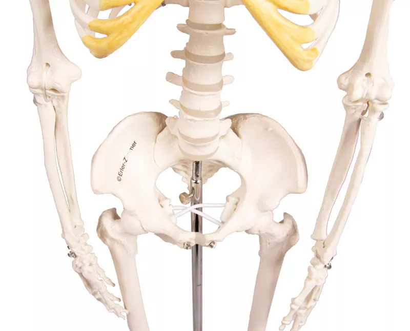 Erler Zimmer Anatomisch Skelet "Tom" - 80cm, foto 4 van 6