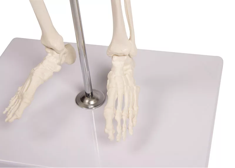Erler Zimmer Anatomisch Skelet "Tom" - 80cm, foto 5 van 6