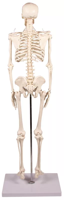 Erler Zimmer Anatomisch Skelet "Tom" - 80cm, foto 6 van 6