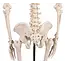 Erler Zimmer Anatomisch Skelet "Tom" - 80cm