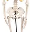 Erler Zimmer Anatomisch Skelet "Tom" - 80cm
