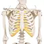 Erler Zimmer Anatomisch Skelet "Tom" - 80cm