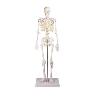 Erler Zimmer Anatomisch Skelet "Tom" - 80cm