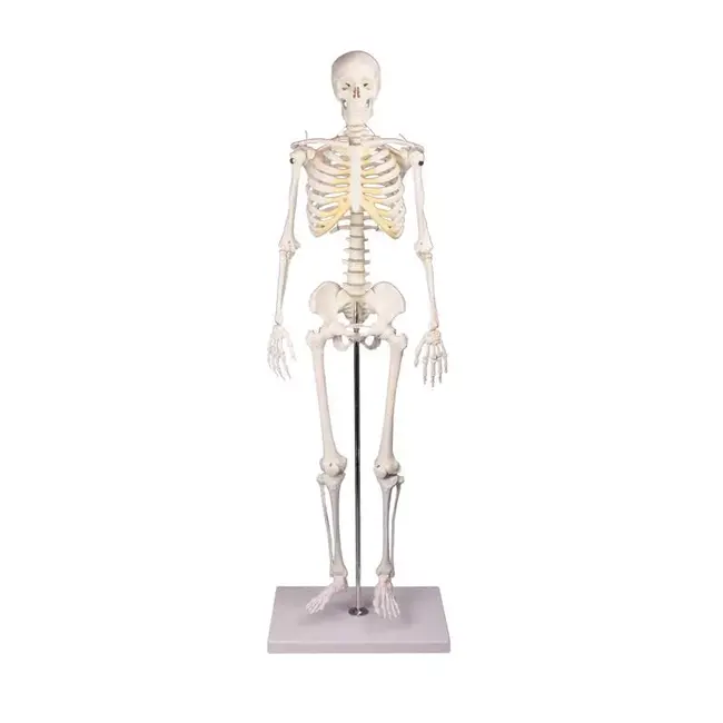 Erler Zimmer Anatomisch Skelet "Tom" - 80cm