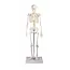 Erler Zimmer Anatomisch Skelet "Tom" - 80cm