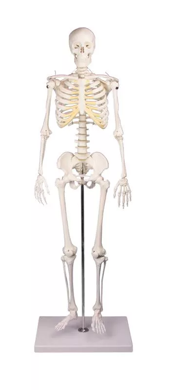 Erler Zimmer Anatomisch Skelet "Tom" - 80cm