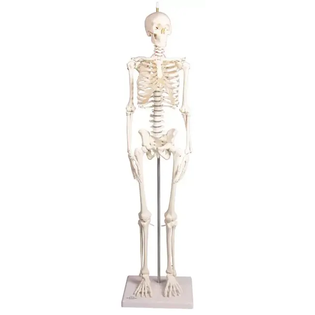 Erler Zimmer Anatomisch Skelet "Paul", met beweegbare wervelkolom - 80cm