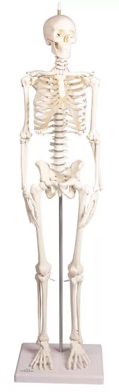 Erler Zimmer Anatomisch Skelet "Paul", met beweegbare wervelkolom - 80cm, foto 5 van 6