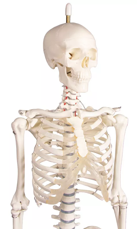 Erler Zimmer Anatomisch Skelet "Paul", met beweegbare wervelkolom - 80cm, foto 6 van 6