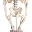 Erler Zimmer Anatomisch Skelet "Paul", met beweegbare wervelkolom - 80cm