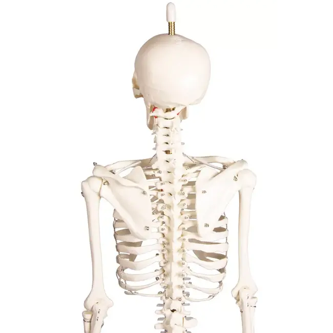 Erler Zimmer Anatomisch Skelet "Paul", met beweegbare wervelkolom - 80cm