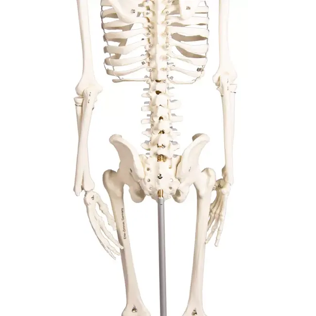 Erler Zimmer Anatomisch Skelet "Paul", met beweegbare wervelkolom - 80cm