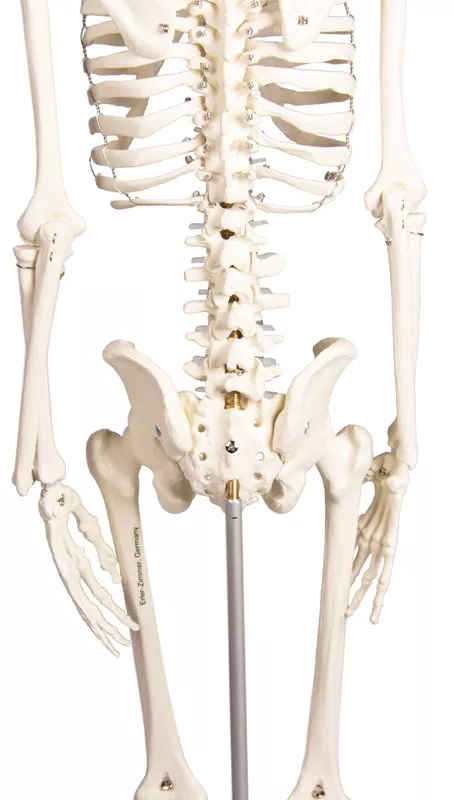 Erler Zimmer Anatomisch Skelet "Paul", met beweegbare wervelkolom - 80cm, foto 4 van 6