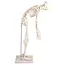 Erler Zimmer Anatomisch Skelet "Paul", met beweegbare wervelkolom - 80cm