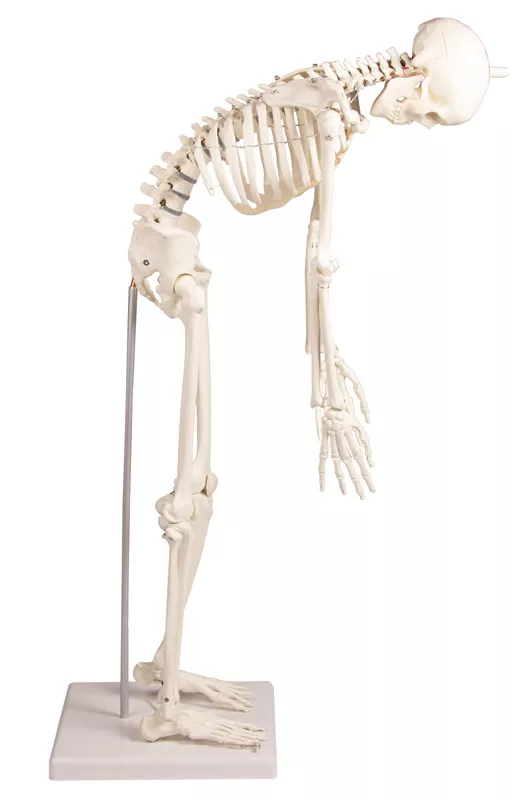Erler Zimmer Anatomisch Skelet "Paul", met beweegbare wervelkolom - 80cm, foto 3 van 6