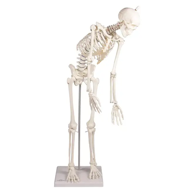 Erler Zimmer Anatomisch Skelet "Paul", met beweegbare wervelkolom - 80cm