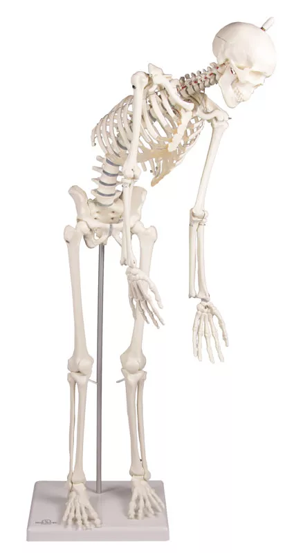 Erler Zimmer Anatomisch Skelet "Paul", met beweegbare wervelkolom - 80cm, foto 2 van 6
