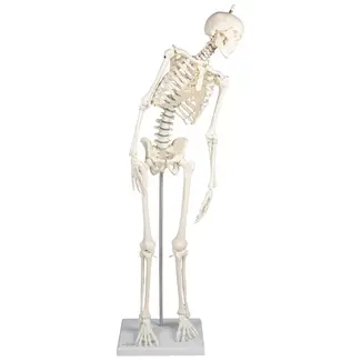 Erler Zimmer Anatomisch Skelet "Paul", met beweegbare wervelkolom - 80cm