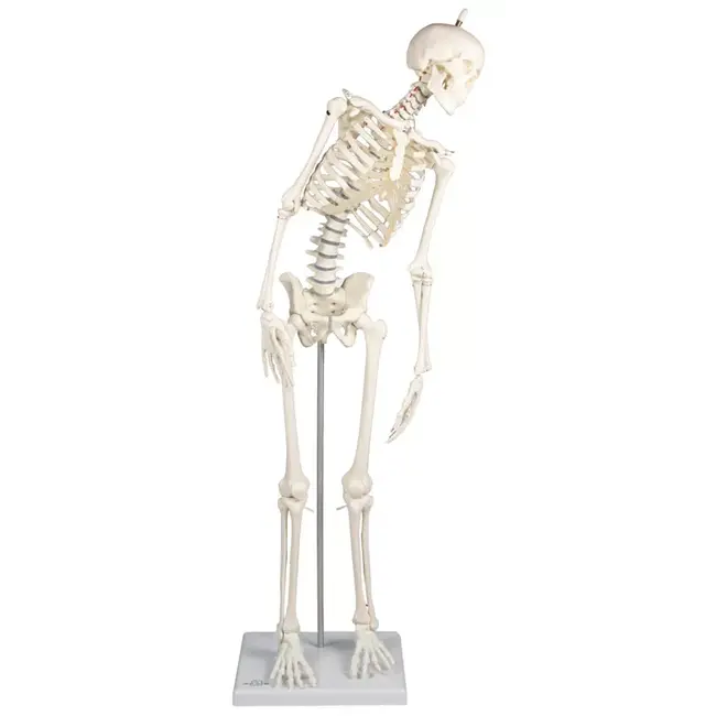 Erler Zimmer Anatomisch Skelet "Paul", met beweegbare wervelkolom - 80cm